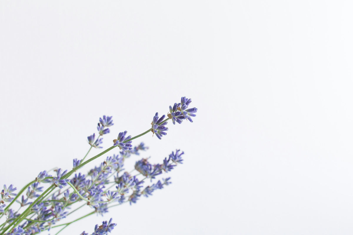 Brins de lavande posés sur un fond blanc lumineux