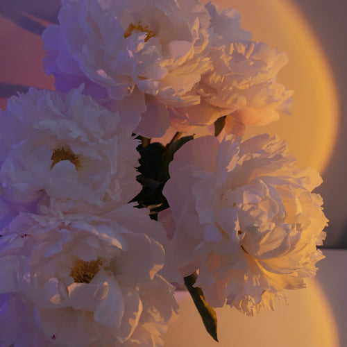 Halo doré de coucher de soleil projeté derrière un bouquet de pivoines